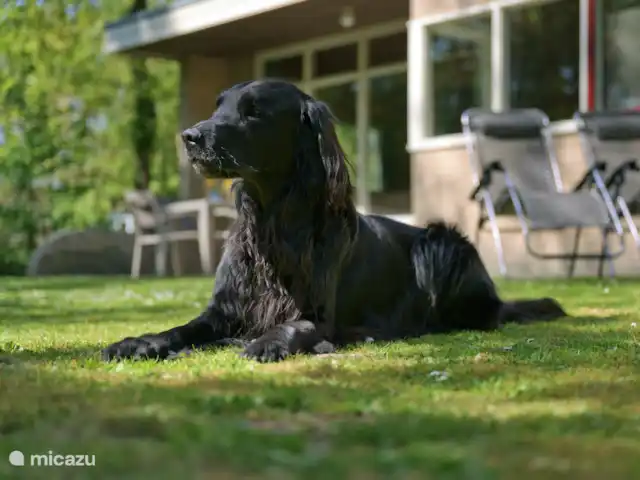 Ook voor de hond is het hier heerlijk vertoeven.
